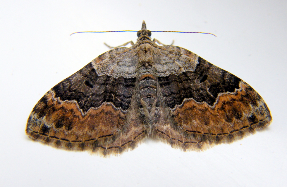 Xanthorhoe quadrifasiata - négysávos tarkaaraszoló