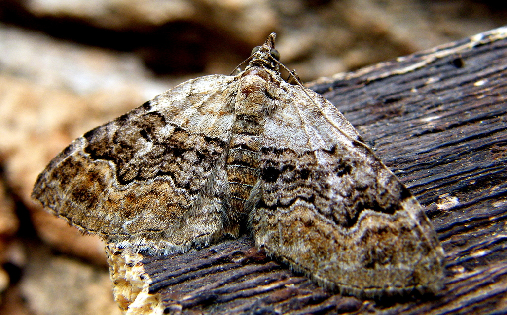 Xanthorhoe quadrifasiata - négysávos tarkaaraszoló