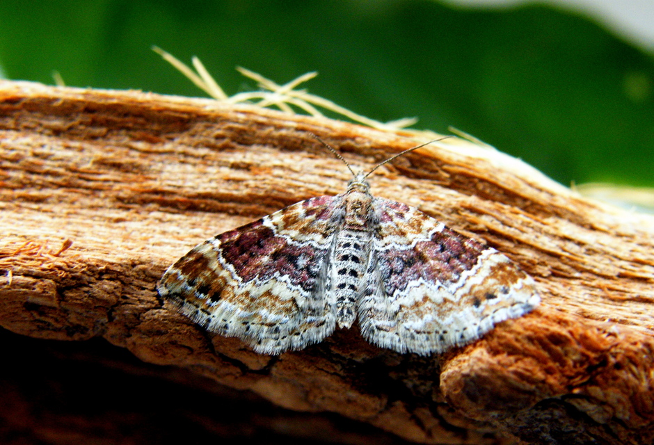 Xanthorhoe spadicearia - sávos tarkaaraszoló