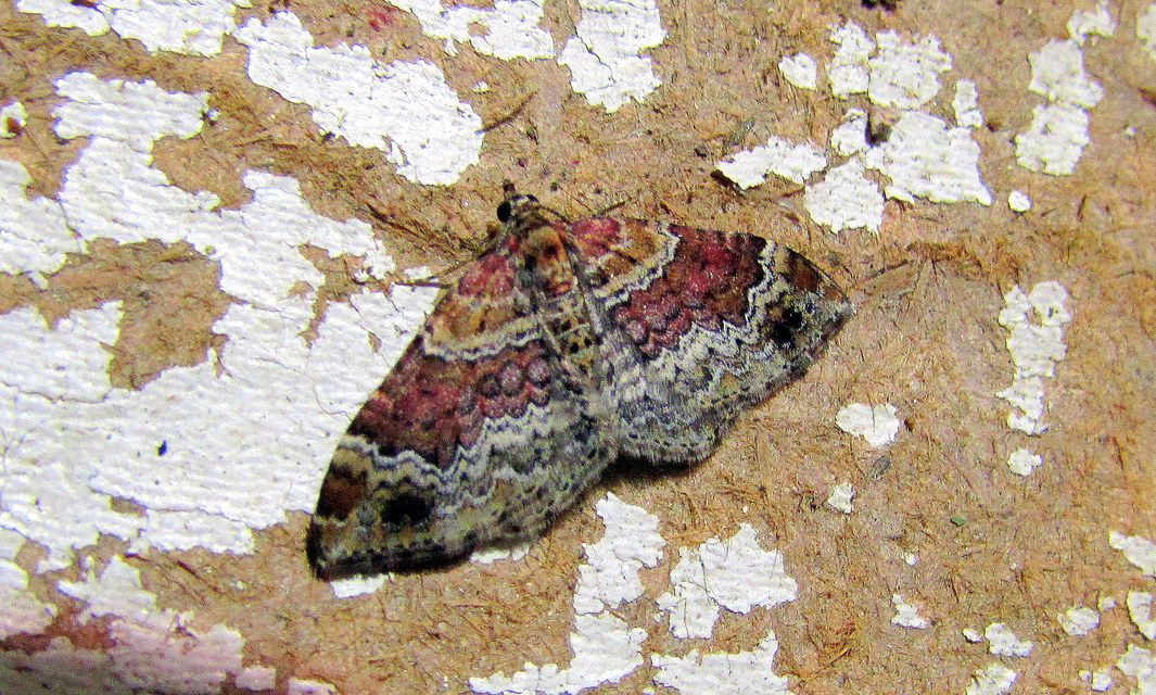 Xanthorhoe spadicearia - sávos tarkaaraszoló