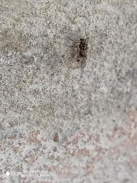 Psocoptera - Fürgetetvek