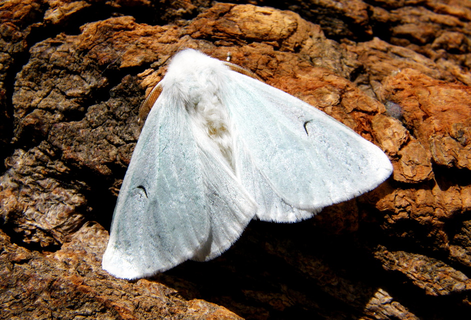 Arctornis l-nigrum - L-betűs gyapjaslepke