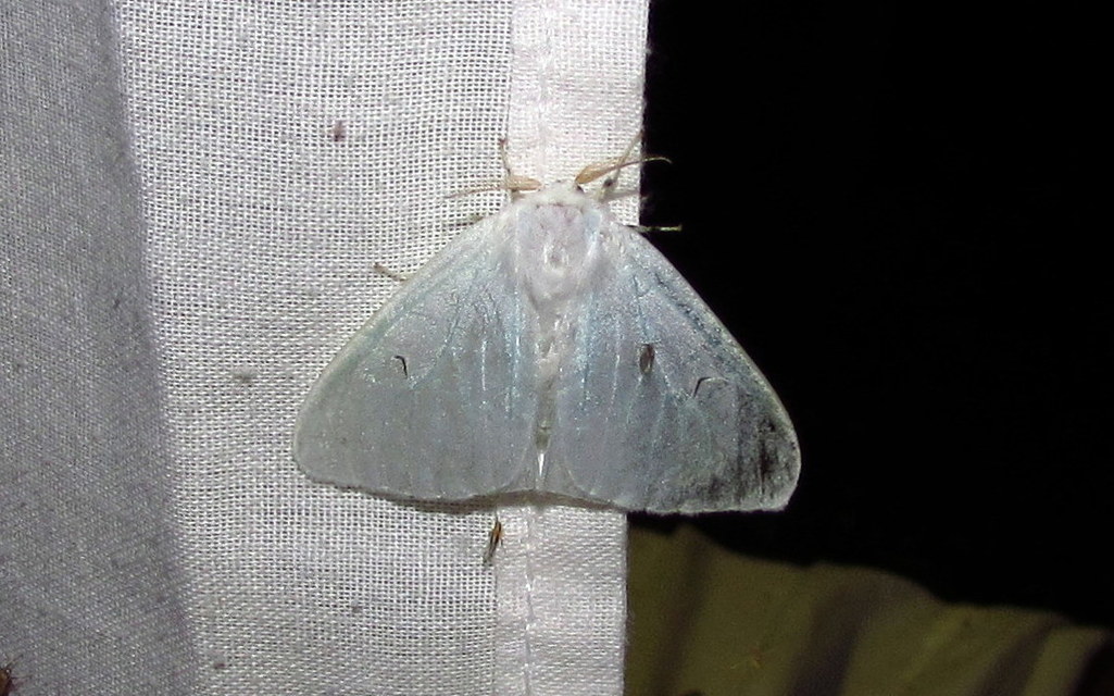 Arctornis l-nigrum - L-betűs gyapjaslepke
