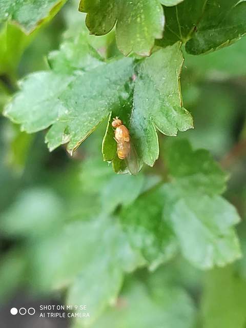 Lauxaniidae - pudvalegyek