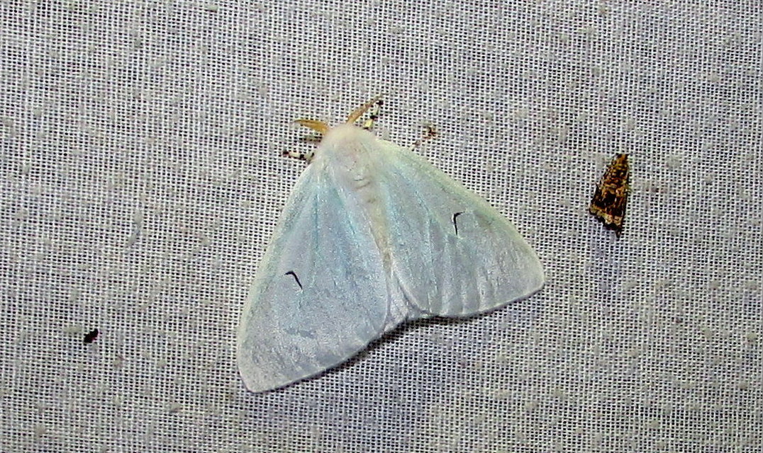 Arctornis l-nigrum - L-betűs gyapjaslepke