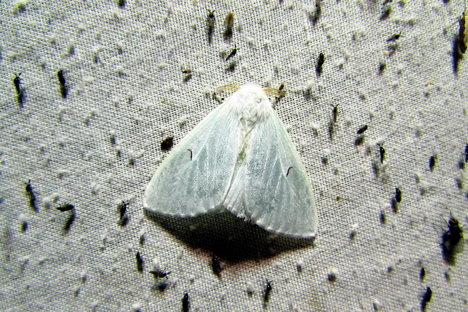 Arctornis l-nigrum - L-betűs gyapjaslepke