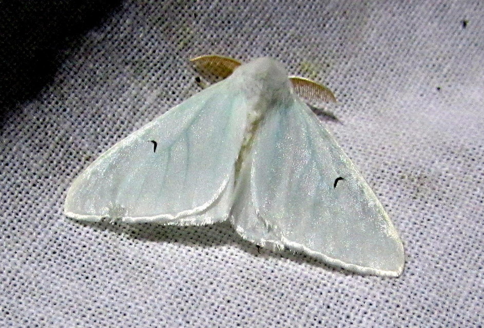 Arctornis l-nigrum - L-betűs gyapjaslepke