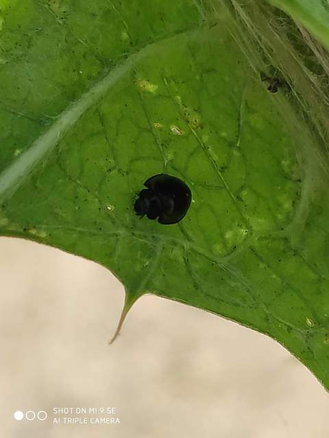 Exochomus quadripustulatus - négyfoltos szerecsenkata