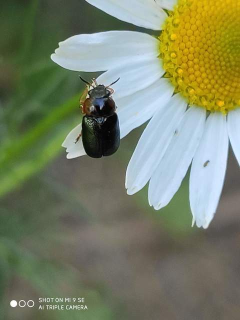 Smaragdina