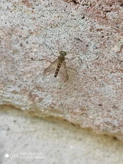 Sciapus