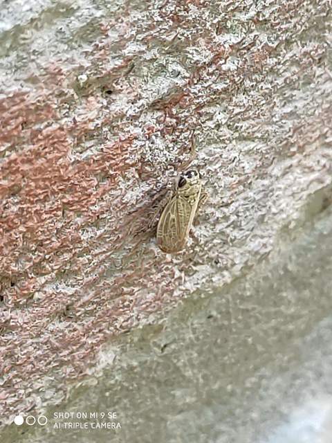 Allygidius abbreviatus