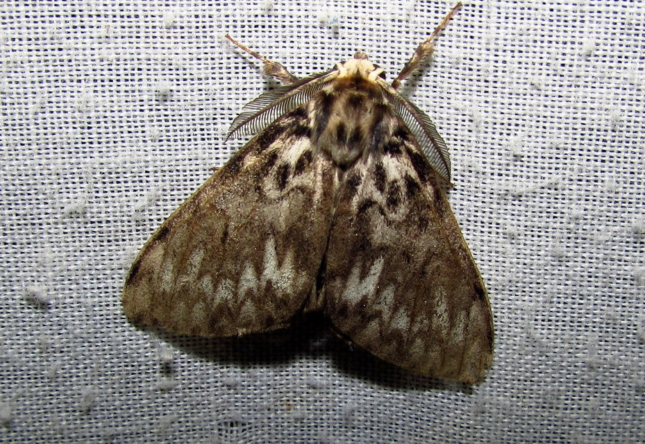 Lymantria monacha - apácalepke