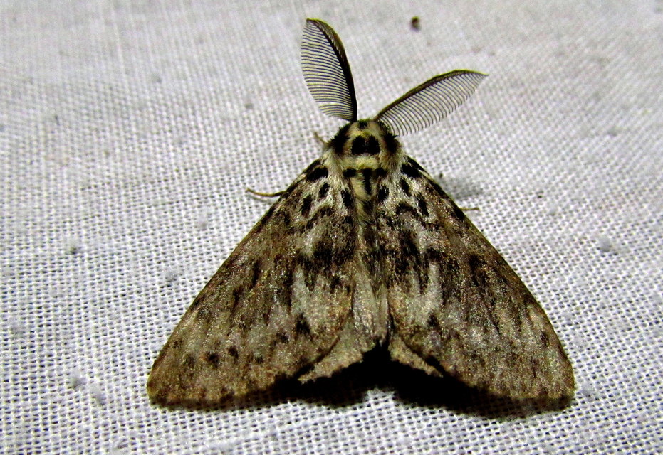 Lymantria monacha - apácalepke