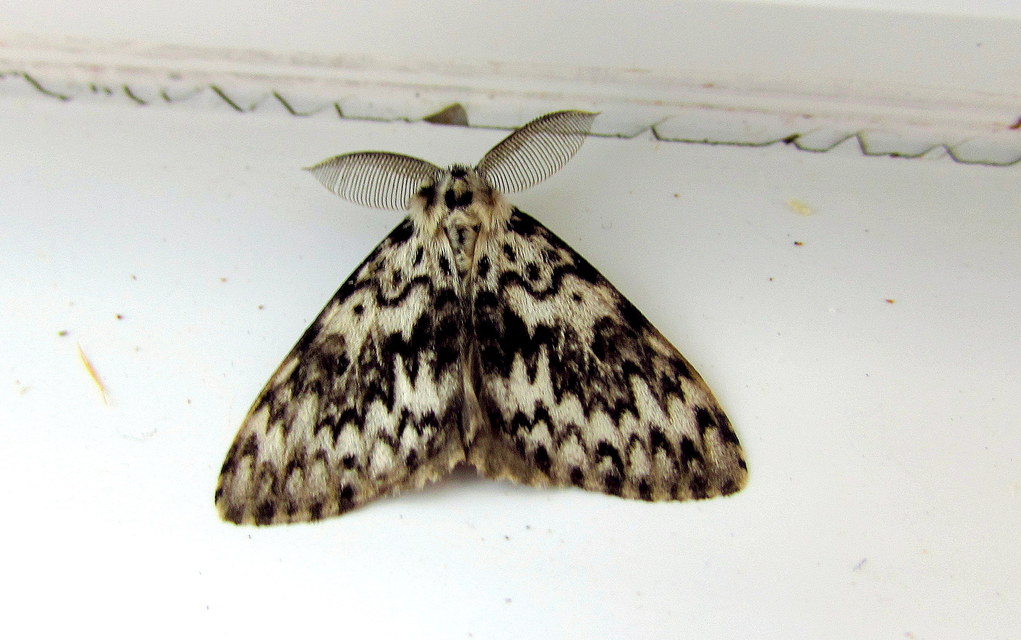 Lymantria monacha - apácalepke