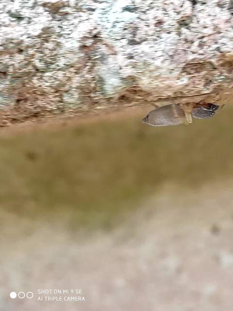 Clubiona
