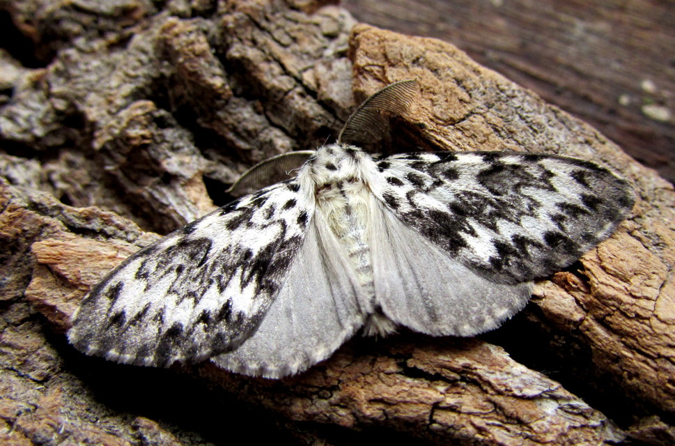 Lymantria monacha - apácalepke