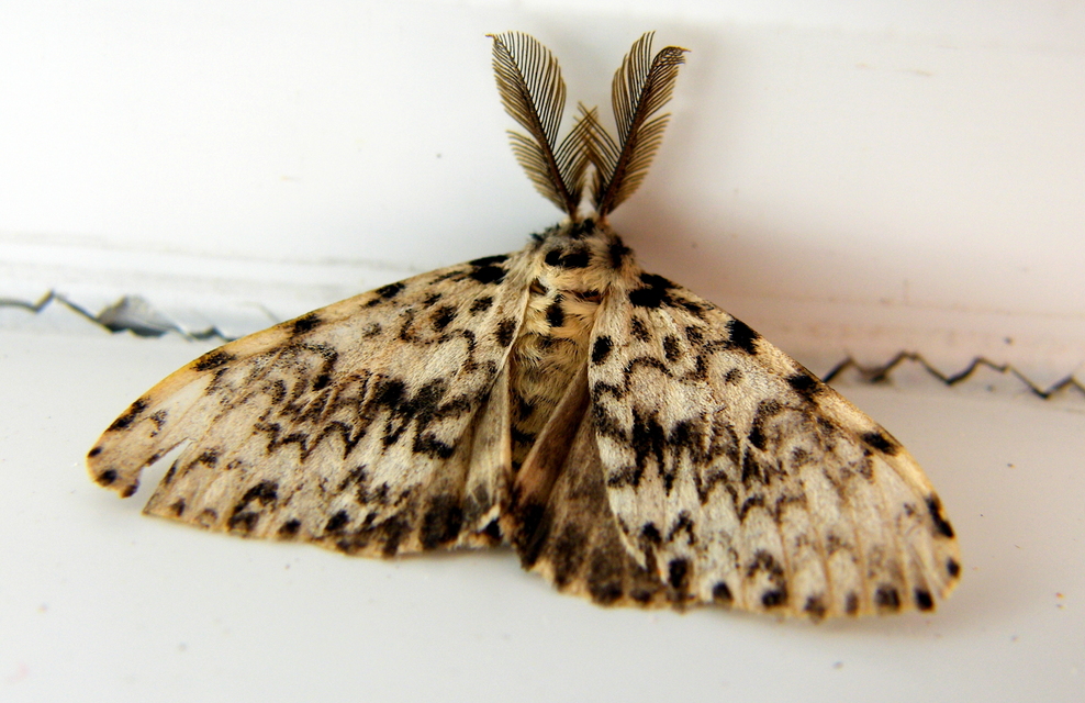 Lymantria monacha - apácalepke