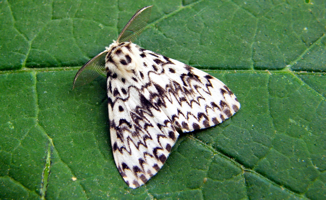 Lymantria monacha - apácalepke