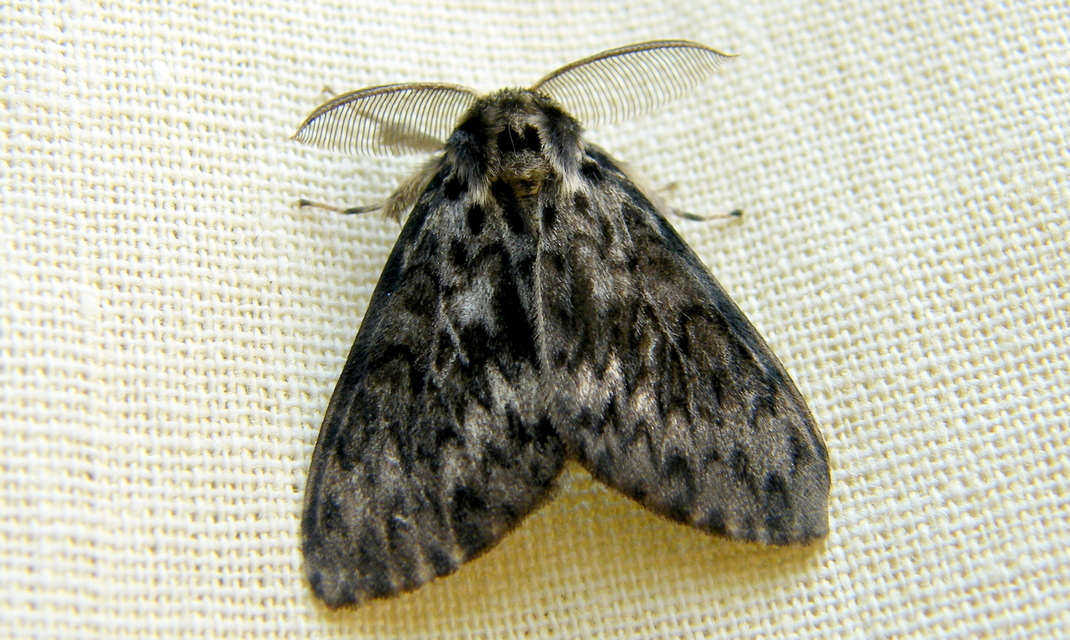 Lymantria monacha - apácalepke