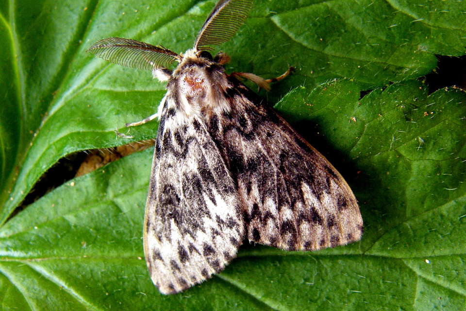 Lymantria monacha - apácalepke