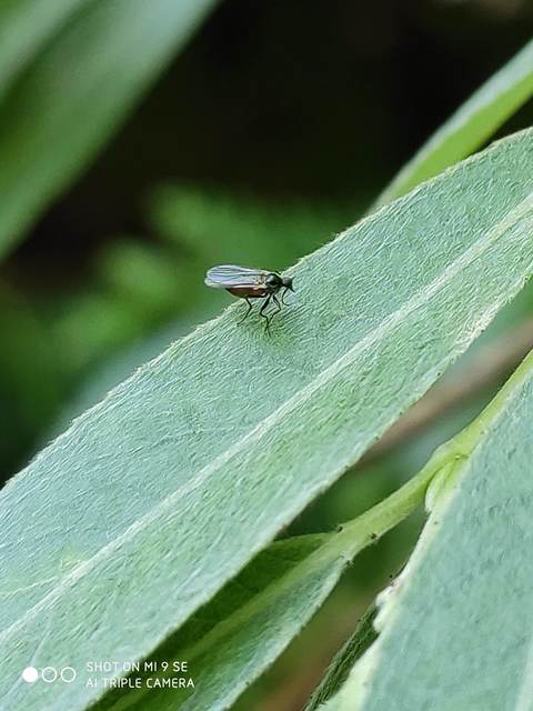 Hybotidae