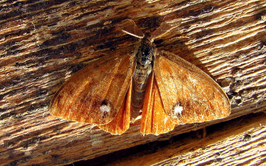 Orgyia antiqua - rozsdabarna kisszövő