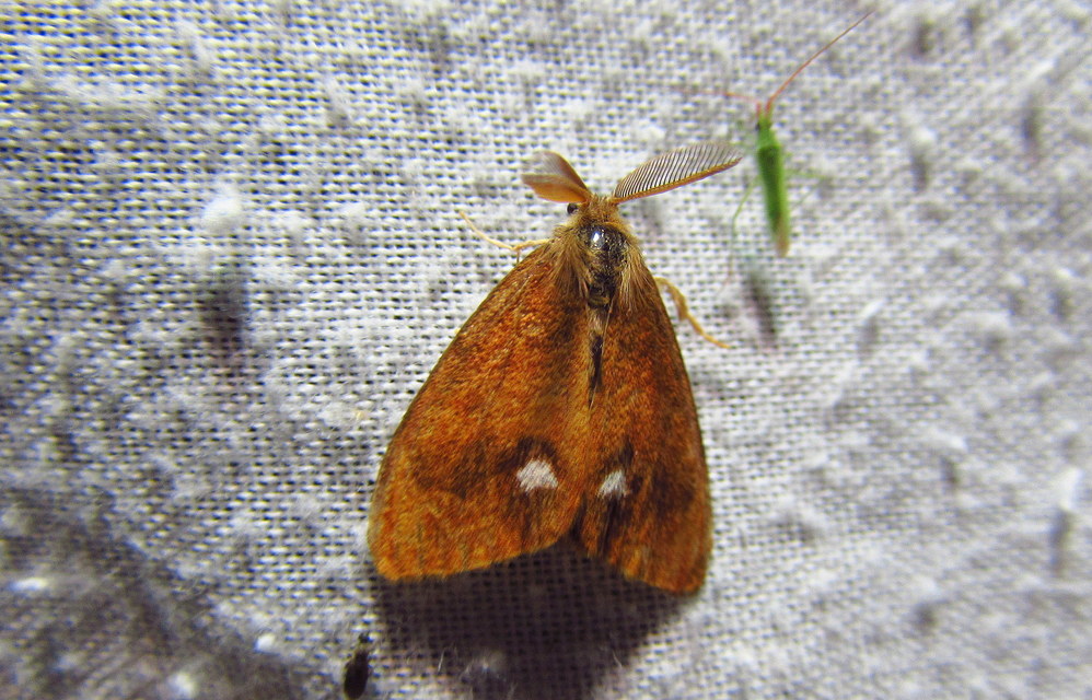 Orgyia antiqua - rozsdabarna kisszövő