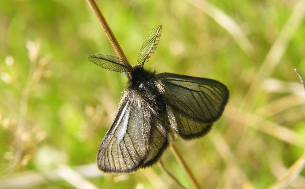 Pentophera morio - réti gyapjaslepke