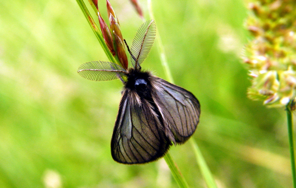 Pentophera morio - réti gyapjaslepke