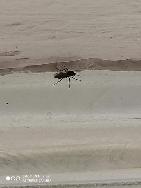 Ceratopogonidae - törpeszúnyogok