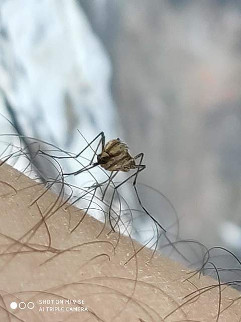 Culicidae - csípőszúnyogok