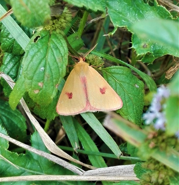 Diacrisia sannio - vörösszélű medvelepke