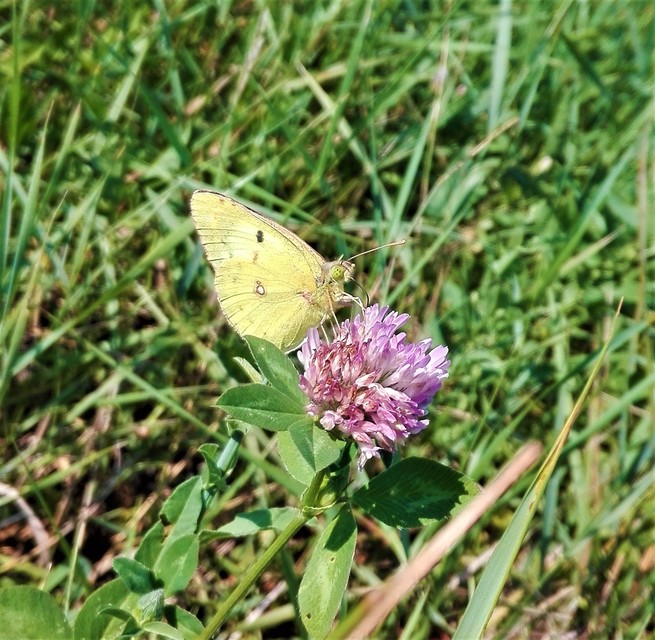 Colias alfacariensis - déli kéneslepke