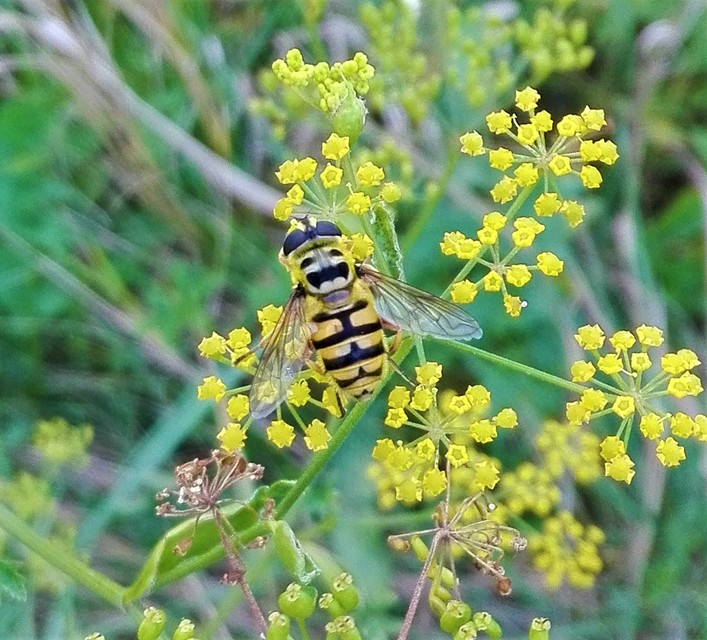 Myathropa florea - halálfejes odúlégy