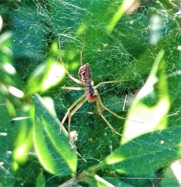 Linyphia triangularis - háromszöges vitorláspók