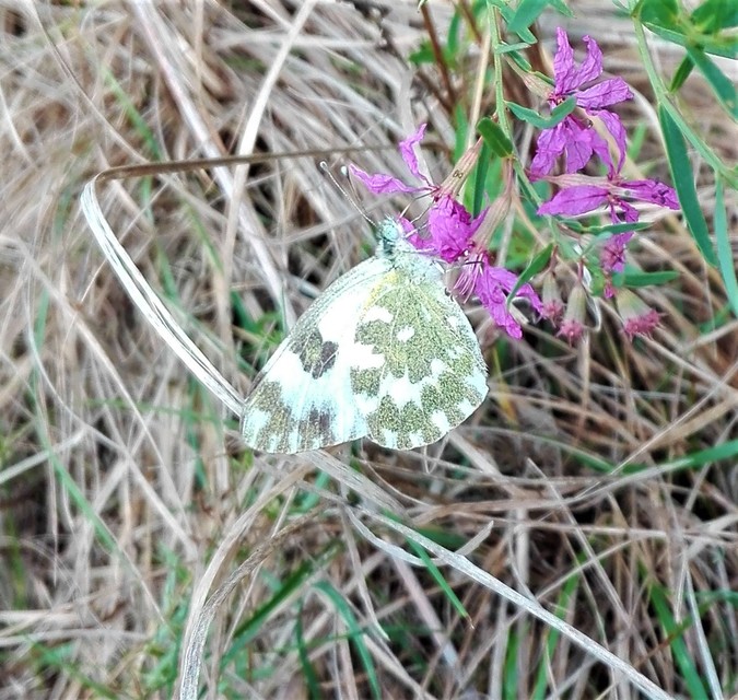 Pontia edusa - rezedalepke