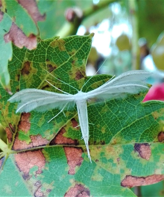 Pterophorus pentadactyla - fehér tollasmoly
