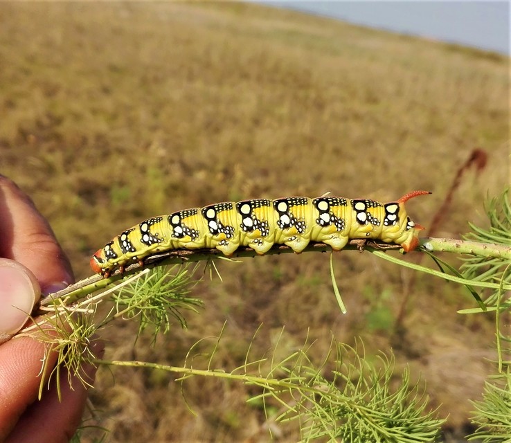 Hyles euphorbiae - kutyatejszender