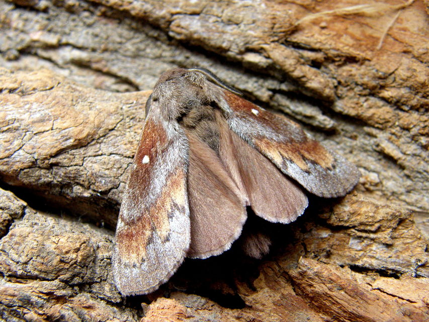 Dendrolimus pini - fenyőpohók