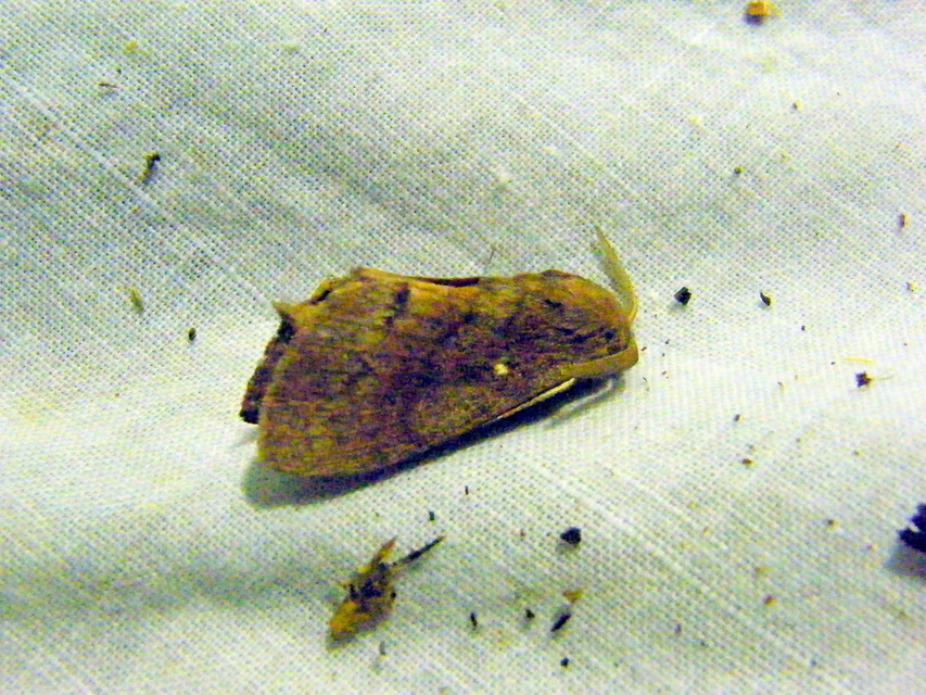 Dendrolimus pini - fenyőpohók