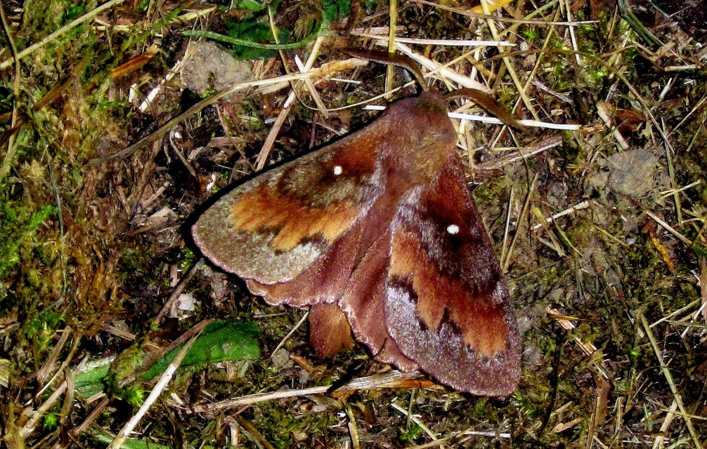 Dendrolimus pini - fenyőpohók