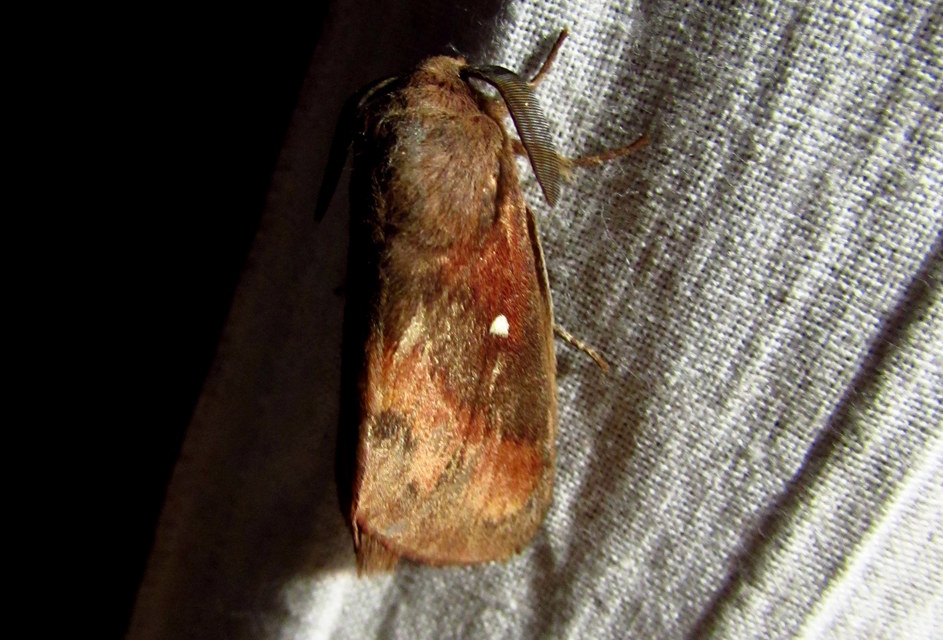 Dendrolimus pini - fenyőpohók
