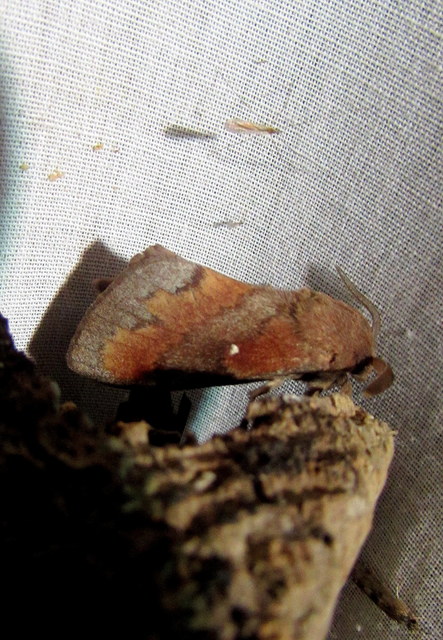 Dendrolimus pini - fenyőpohók