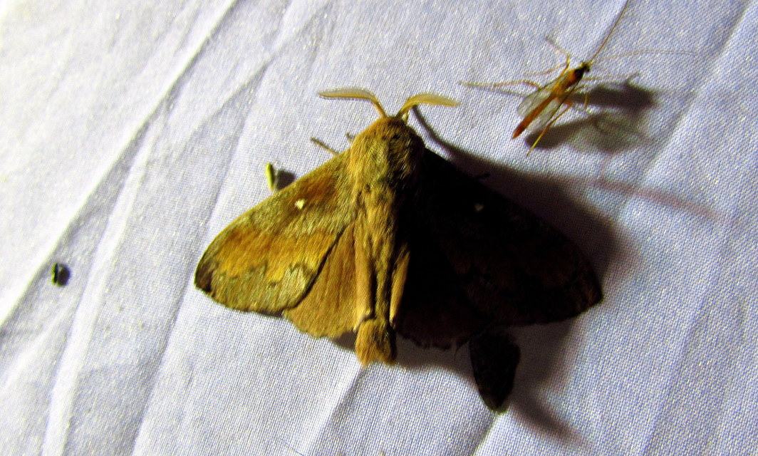 Dendrolimus pini - fenyőpohók