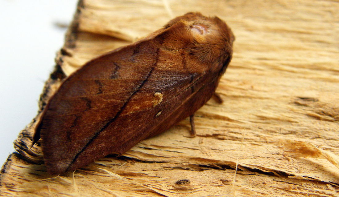 Euthrix potatoria - szomjas pohók