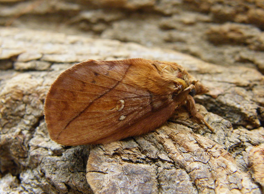 Euthrix potatoria - szomjas pohók