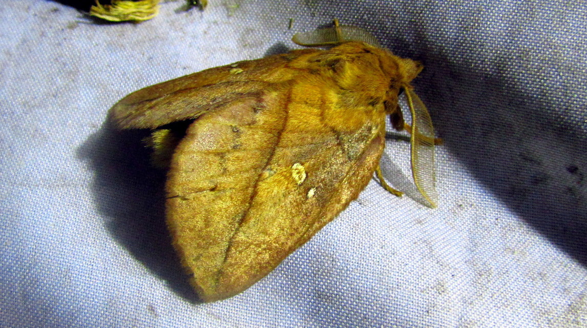 Euthrix potatoria - szomjas pohók