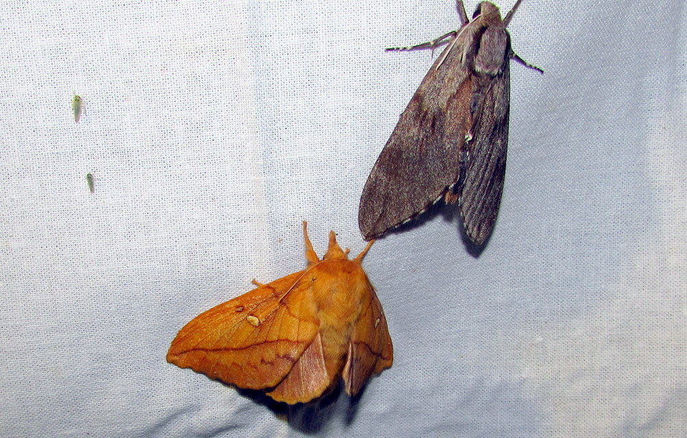 Euthrix potatoria - szomjas pohók