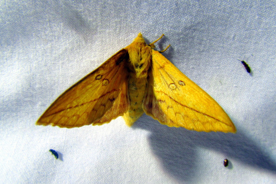 Euthrix potatoria - szomjas pohók