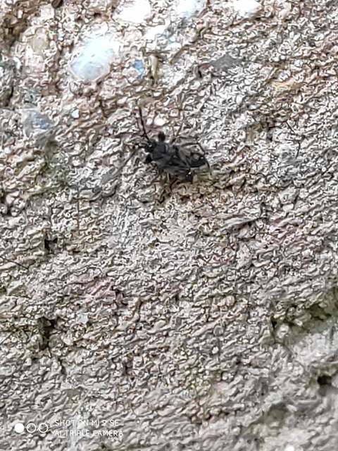 Scolopostethus